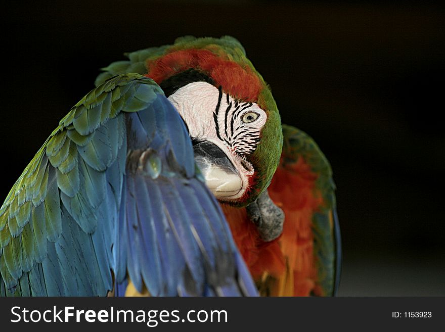 Bird, Macaw, exotic bird, Florida. Bird, Macaw, exotic bird, Florida