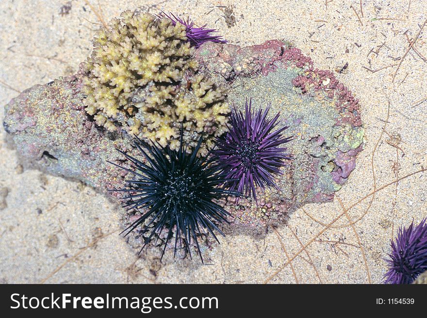 Black and purple urchins and coral near a beach in indian ocean. Black and purple urchins and coral near a beach in indian ocean