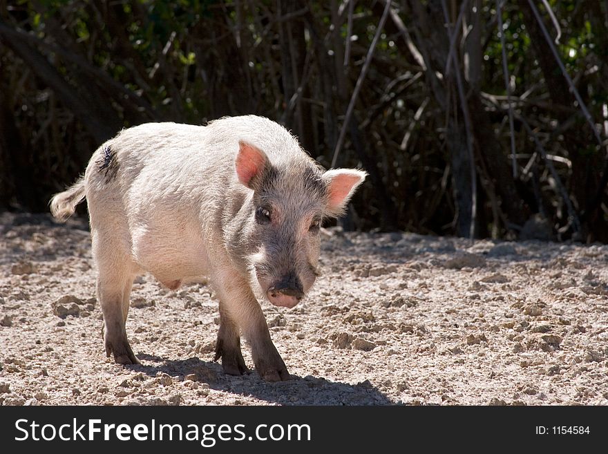 Wild boar in the Everglades