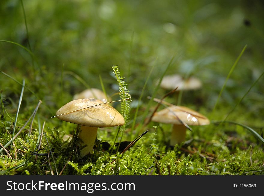 3 mushroom in the forest  close up. 3 mushroom in the forest  close up