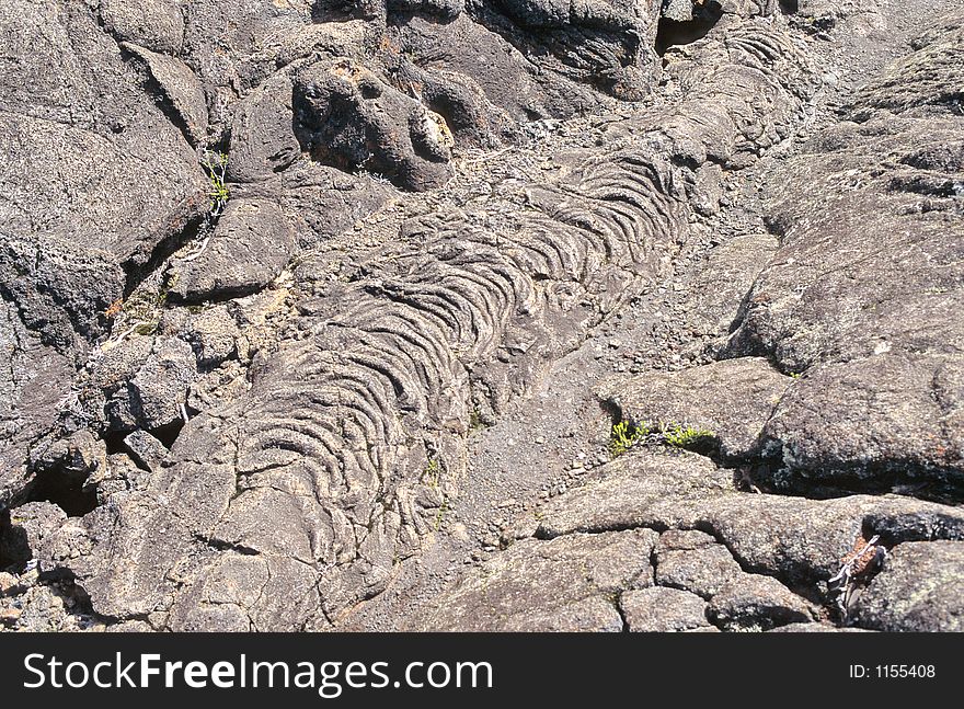 Short plants are growing on recent lava on volcano piton de la fournaise in reunion island, indian ocean