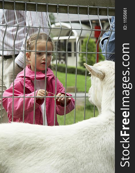 Young girl feat the white goat behind fence. Young girl feat the white goat behind fence