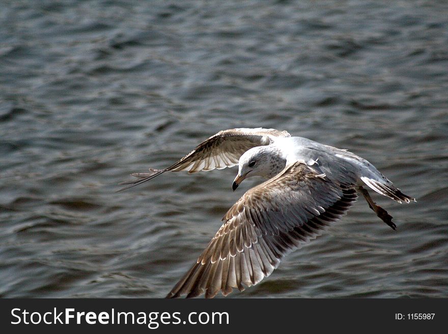 Seagull soaring over open water.