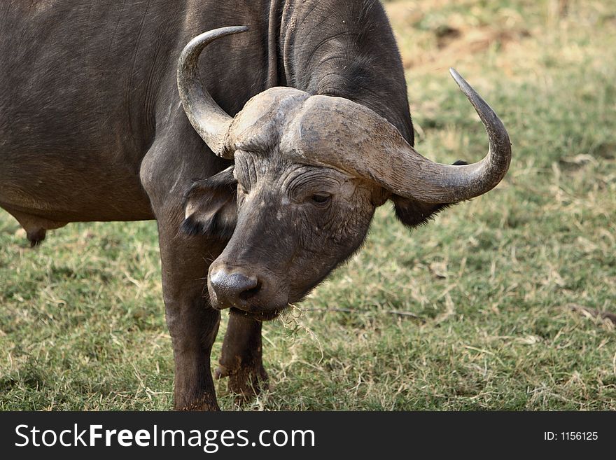 Close-up of face of African Buffalo
