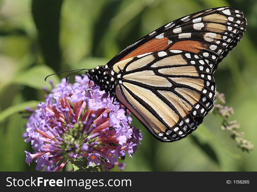 Monarch Butterfly on purple flower