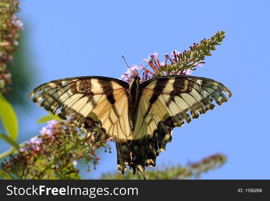 Eastern Tiger Swallowtail
(Papilio glaucus). Eastern Tiger Swallowtail
(Papilio glaucus)