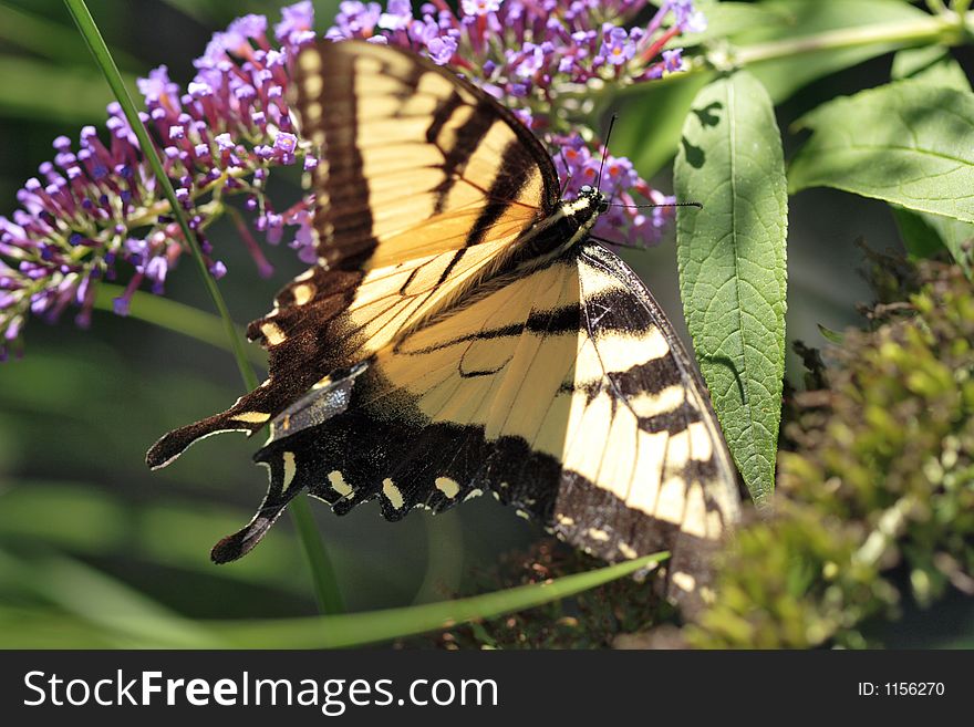 Eastern Tiger Swallowtail
(Papilio glaucus). Eastern Tiger Swallowtail
(Papilio glaucus)