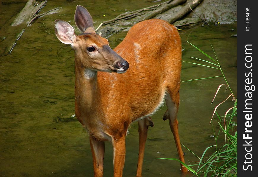 Whitetail unaware it's in the spotlight