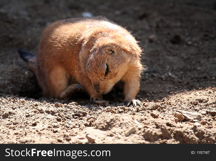 Prairie Dog Looking Down