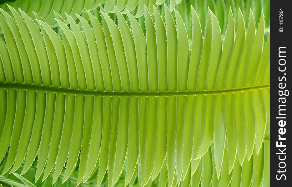 Closeup shot of a green leaf of a palm plant