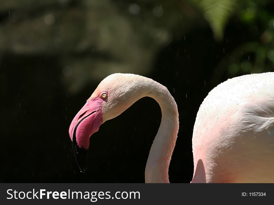 Greater flamingo head and shoulders