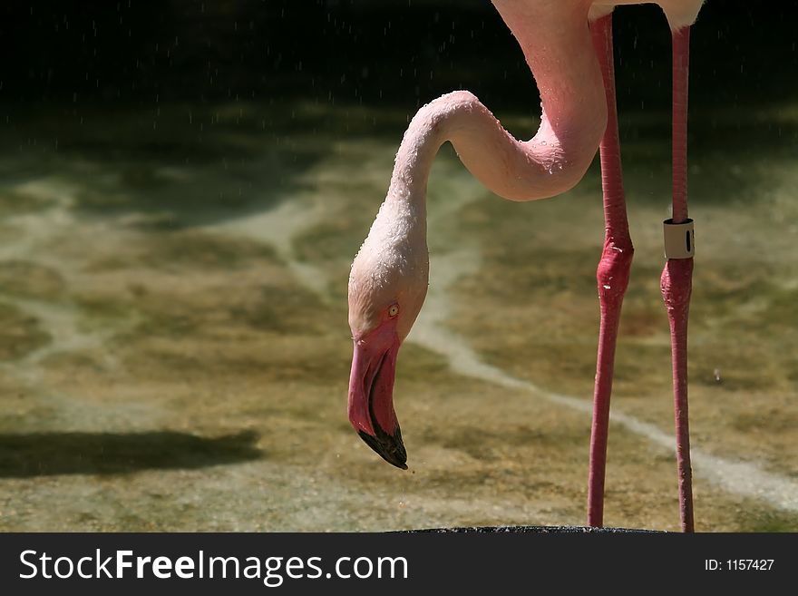 Flamingo head and feet in the water