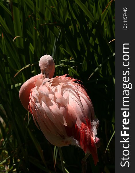 Flamingo from behind head in the feathers
