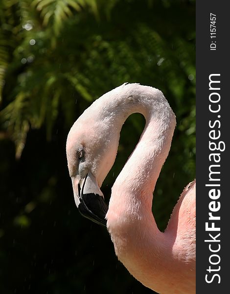 Flamingo cleaning it's neck