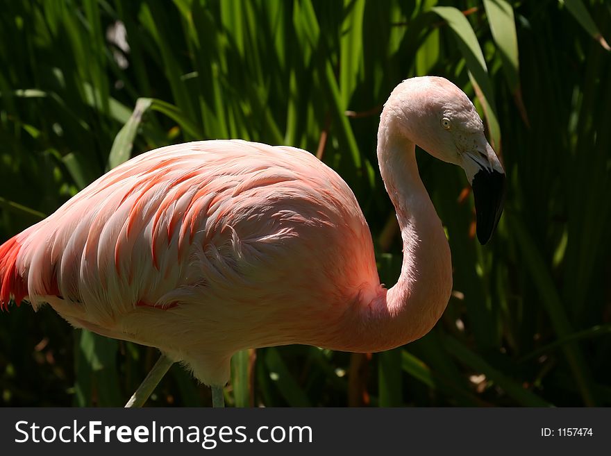 Flamingo body from right side