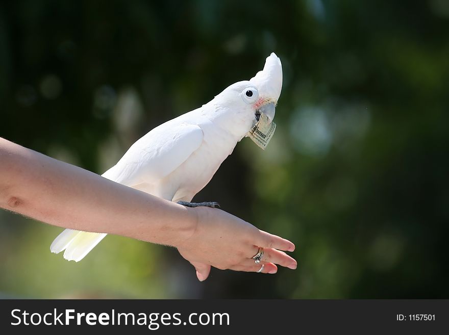 Goffin's Cockatoo with dollar bill, Cacatua goffini, standing on people's arm