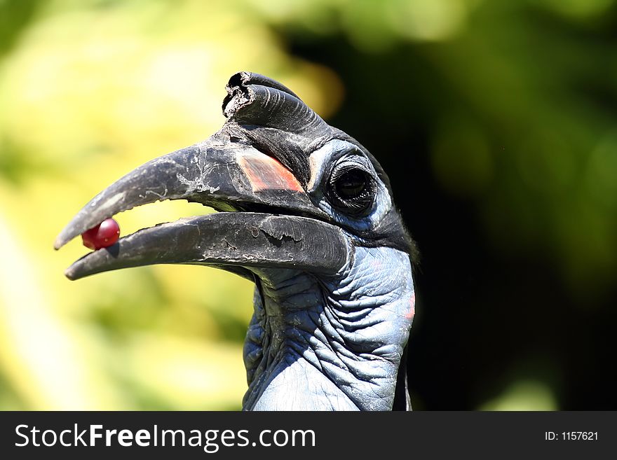 Big Abyssinian ground hornbillbird eating a grape. Big Abyssinian ground hornbillbird eating a grape