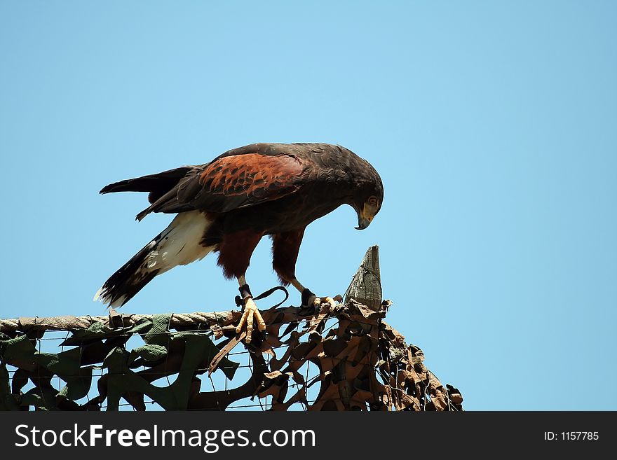 Harris S Hawk On A Fence