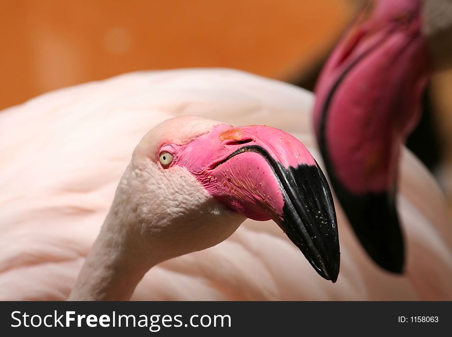 Flamingo birds kissing each other. Flamingo birds kissing each other