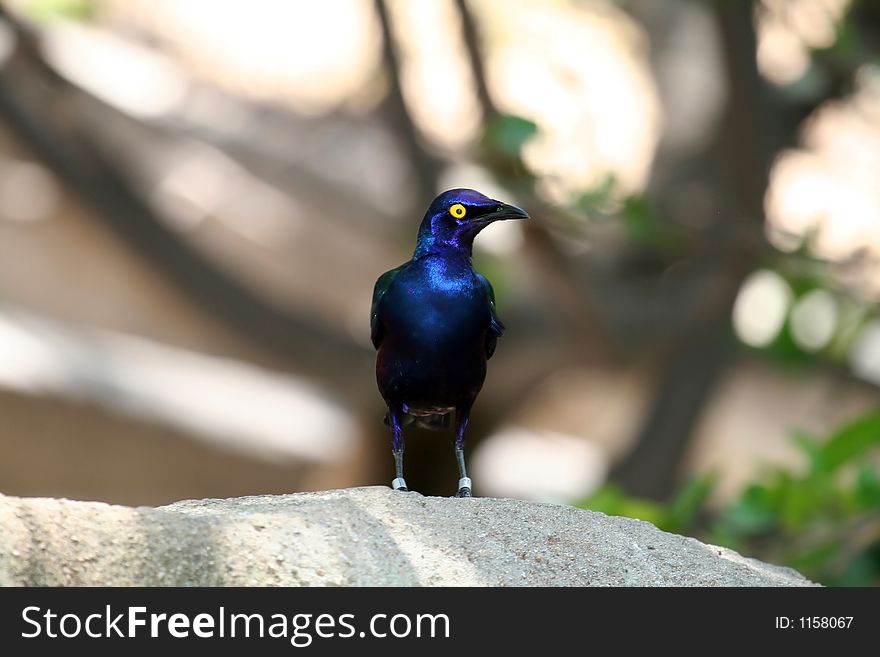 Blue-eared glossy Starling looking left , Lamprotornis