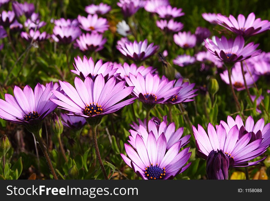 Field of Purple Gerbera flowers