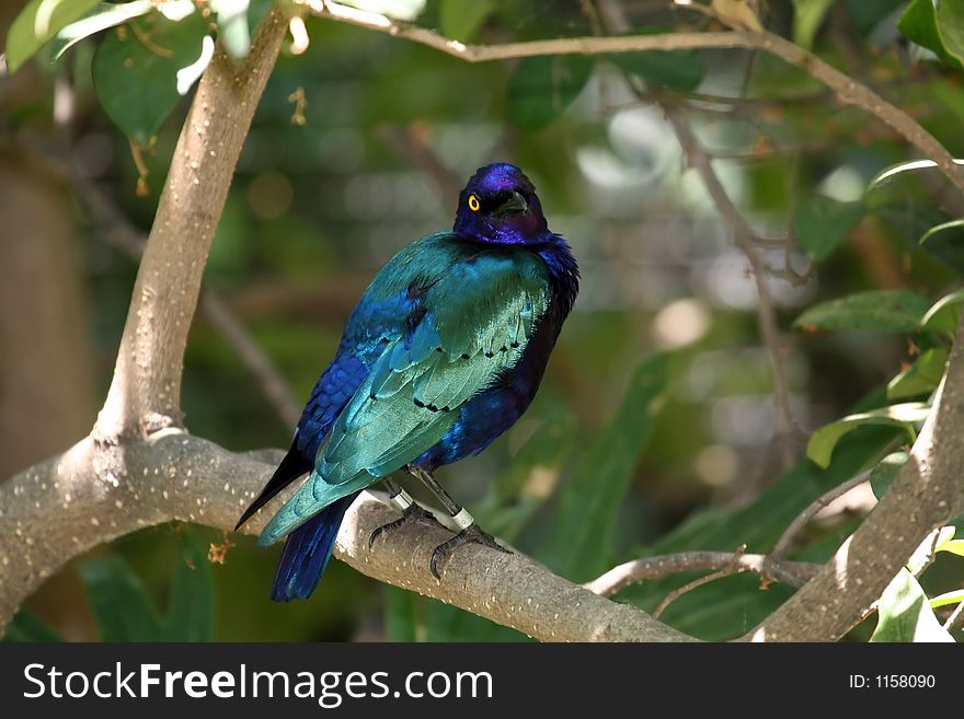 Blue Eared Glossy Starling Looking Over It S Shoulder