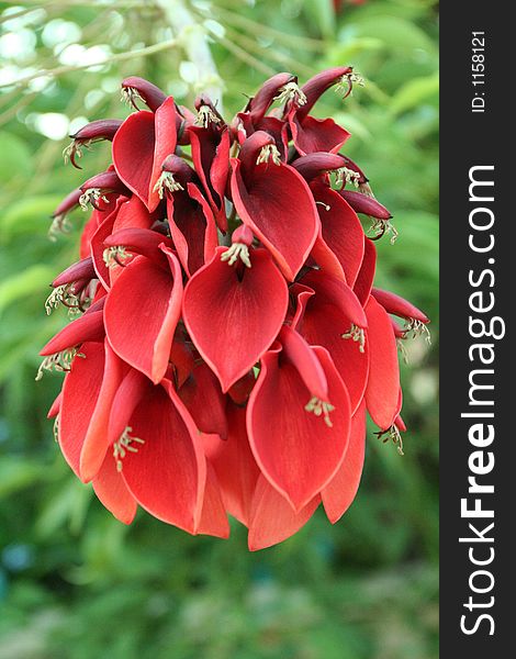 The flower of Cockspur Coral Tree