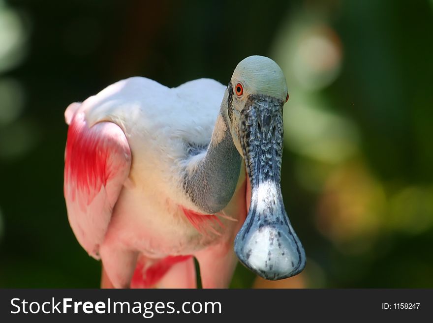 Roseate Spoonbill, Platalea ajaja. Roseate Spoonbill, Platalea ajaja