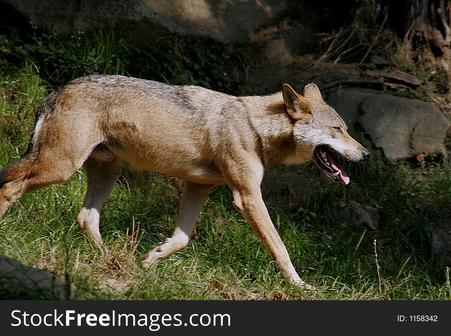 Portrait of a wolf running