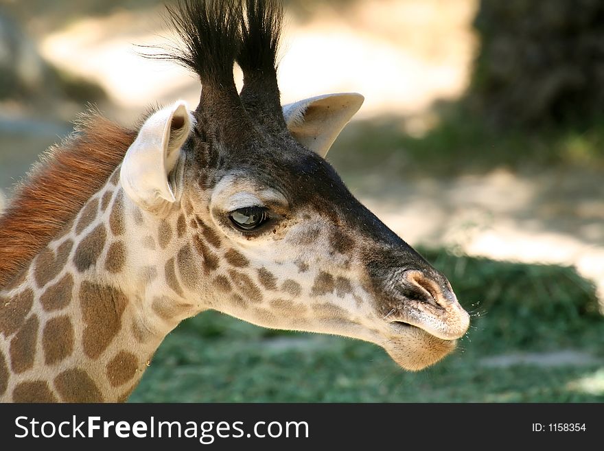 Giraffe head close up