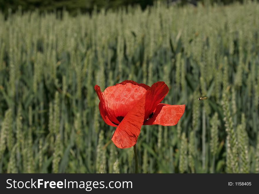 Poppy in a field of corn
