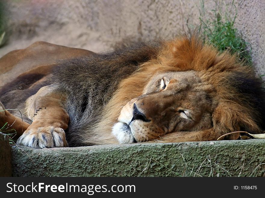 Lion sleping, Panthera leo