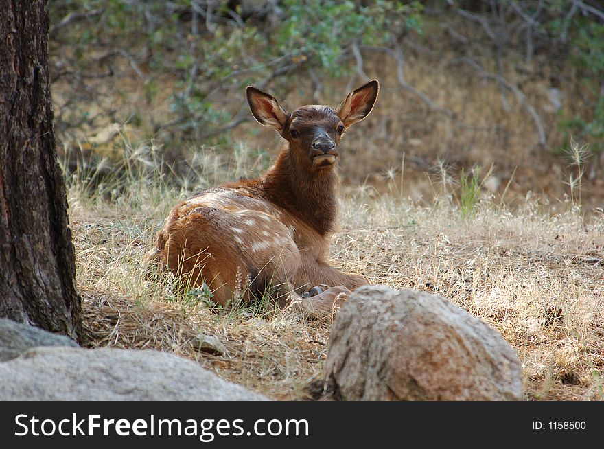 Baby Elk in the mountains