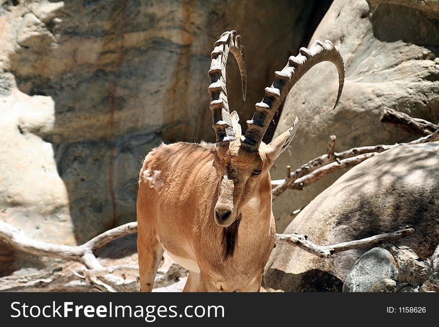 Male nubian ibex