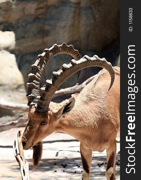 Nubian ibex scratching it's nose on a branch