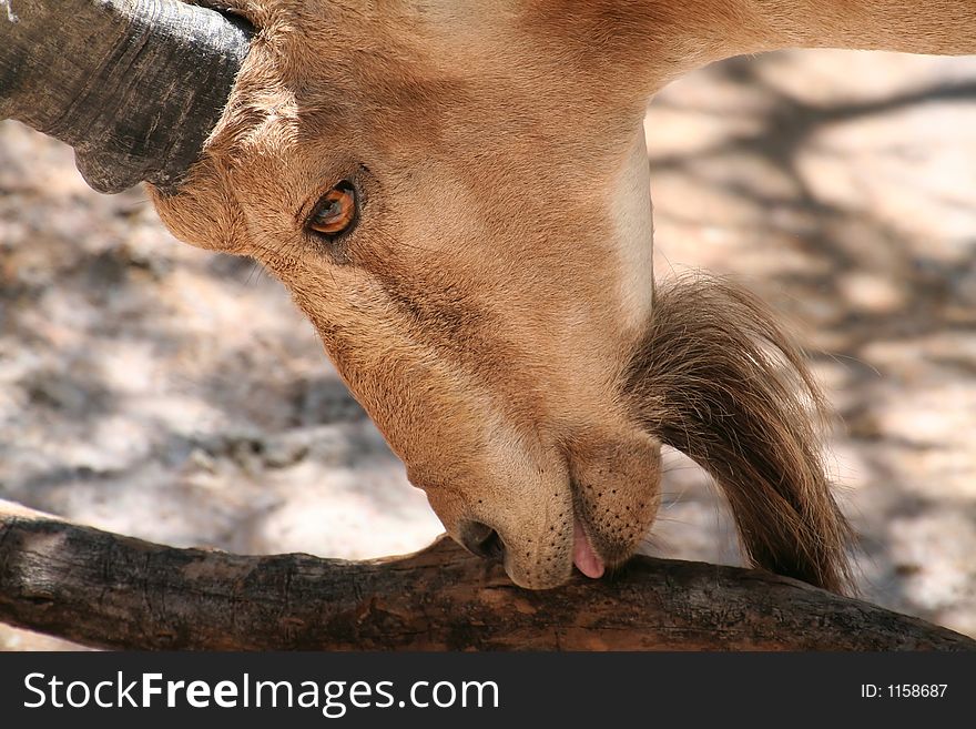 Goat Nubian Ibex Showing Tongue