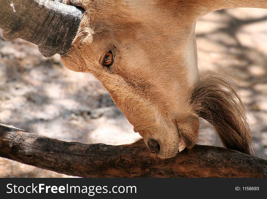 Goat nubian ibex showing teeth, close up