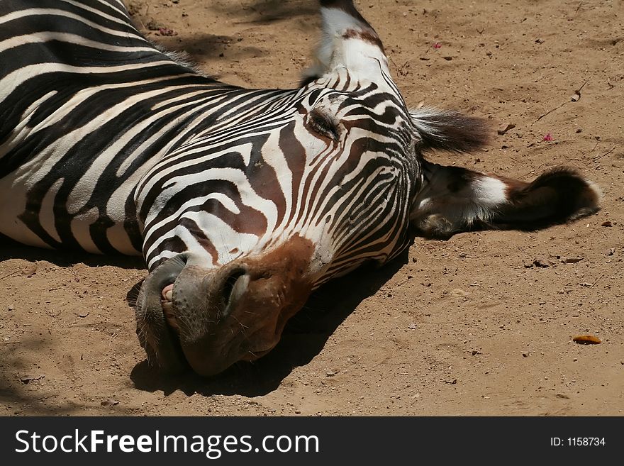 Zebra head resting on the ground