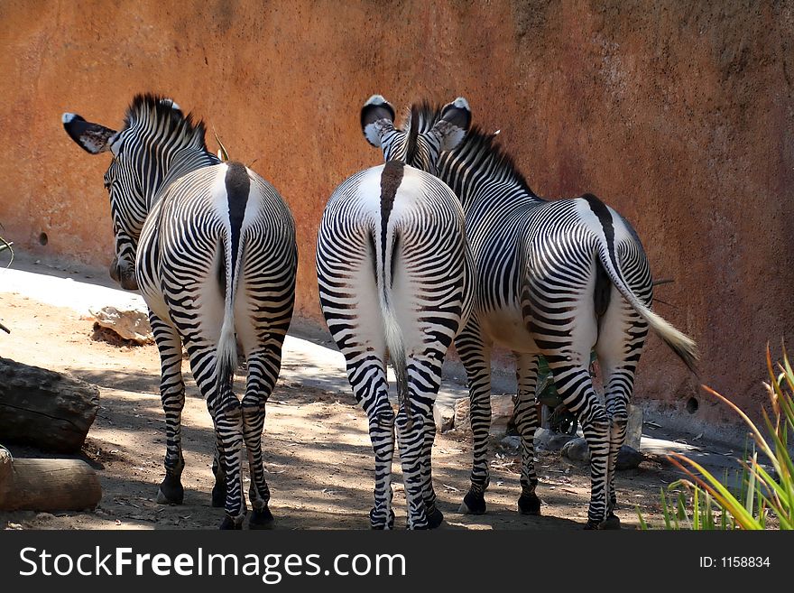 Group of three zebras from behind