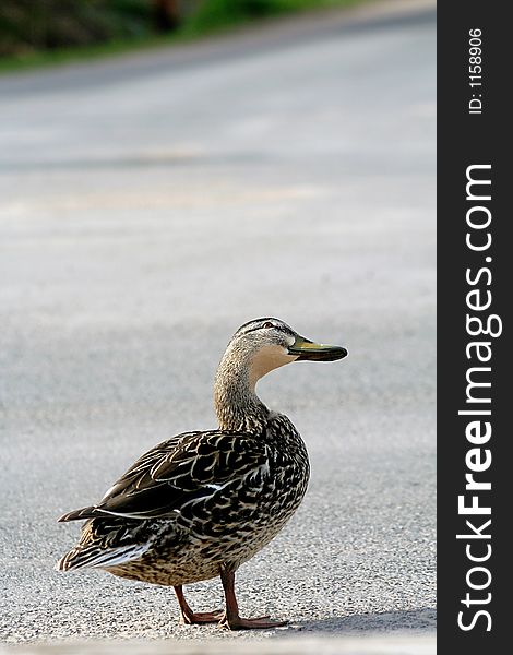Wild duck turning head and standing in road. Wild duck turning head and standing in road.