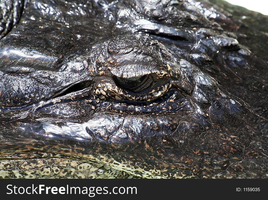 Crocodile eye close up, Crocodylus acutus