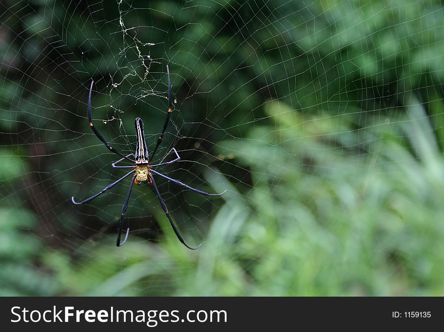 A spider hunting on its web