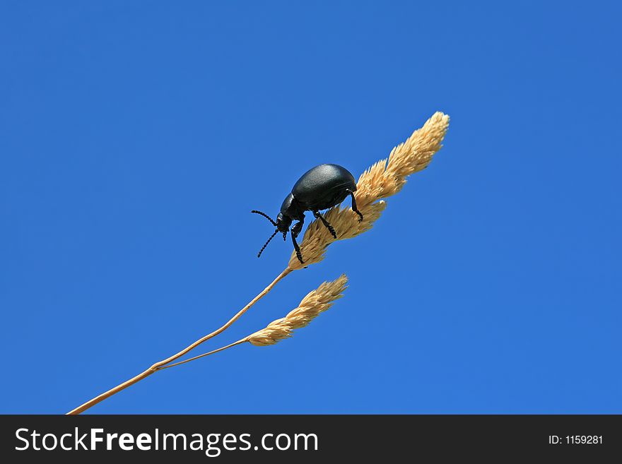 Black beetle in a farming field