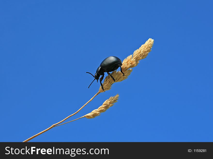 Black Beetle