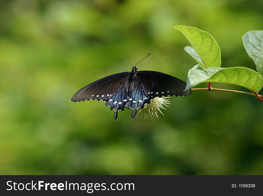 Pipevine Swallowtail taking nectur from a plant