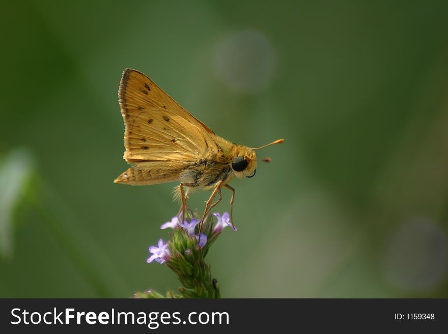 Skipper Butterfly perched on a flower
