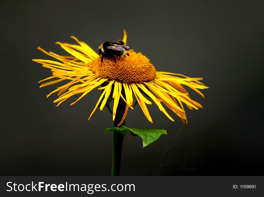 Bee On Flower