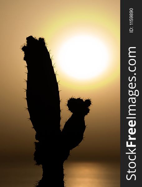 Cactus at sunset