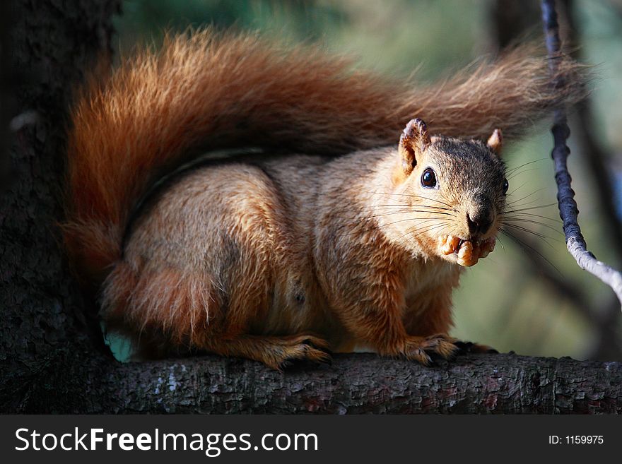 Squirrel In Pine Tree