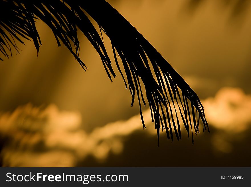 A silhouette of a palm leaf in a sunset